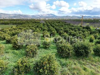 Αγροτεμάχια 11.000 τ.μ. προς πώληση, Λάλουκας-thumb-19