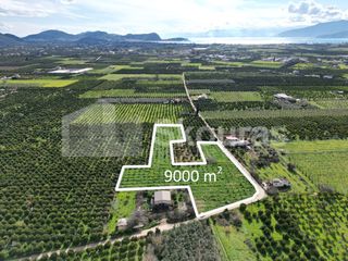 Αγροτεμάχια 9.000 τ.μ. για πώληση