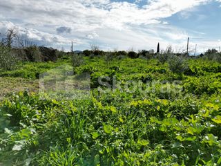 Αγροτεμάχια 9.000 τ.μ. για πώληση, Αργολίδα, Άργος-thumb-18