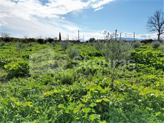Αγροτεμάχια 9.000 τ.μ. για πώληση, Αργολίδα, Άργος-thumb-17