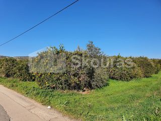 Αγροτεμάχια 10.000 τ.μ. για πώληση, Αργολίδα, Κουτσοπόδι-thumb-7