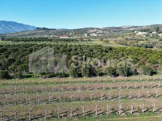 Αγροτεμάχια 10.000 τ.μ. για πώληση, Αργολίδα, Κουτσοπόδι-thumb-17