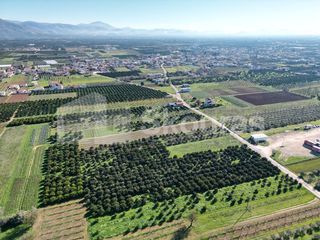 Αγροτεμάχια 10.000 τ.μ. για πώληση, Αργολίδα, Κουτσοπόδι-thumb-12