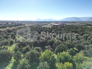 Αγροτεμάχια 10.000 τ.μ. για πώληση, Αργολίδα, Κουτσοπόδι-thumb-19
