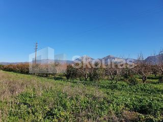 Αγροτεμάχια 10.000 τ.μ. για πώληση, Αργολίδα, Κουτσοπόδι-thumb-10