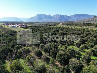 Αγροτεμάχια 10.000 τ.μ. για πώληση, Αργολίδα, Κουτσοπόδι-thumb-18