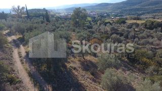 Αγροτεμάχια 4.000 τ.μ. για πώληση