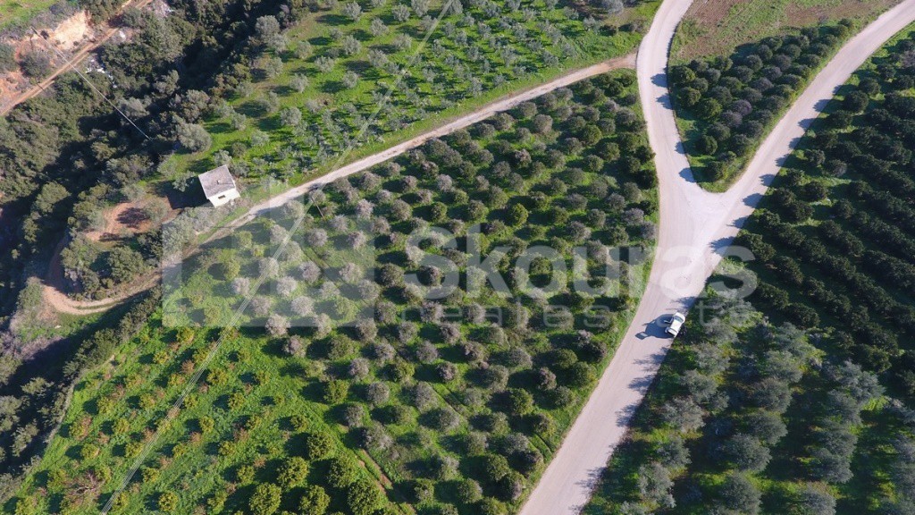 Αγροτεμάχια 4.000 τ.μ. προς πώληση, Μπόρσας