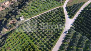 Αγροτεμάχια 4.000 τ.μ. για πώληση, Αργολίδα, Μυκήνες-thumb-21