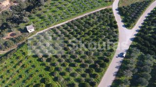 Αγροτεμάχια 4.000 τ.μ. για πώληση