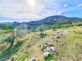 Αγροτεμάχια 6.550 τ.μ. για πώληση, Αργολίδα, Ασίνη-thumb-6