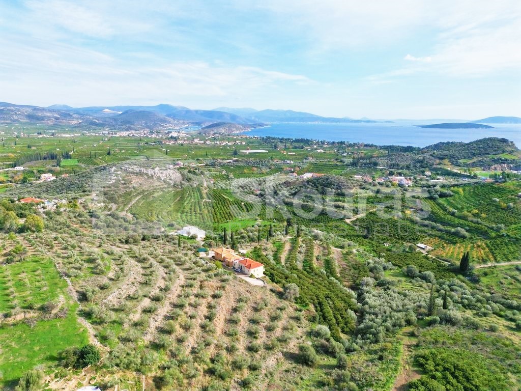 Αγροτεμάχια 6.550 τ.μ. προς πώληση, Κέντρο Ασίνης