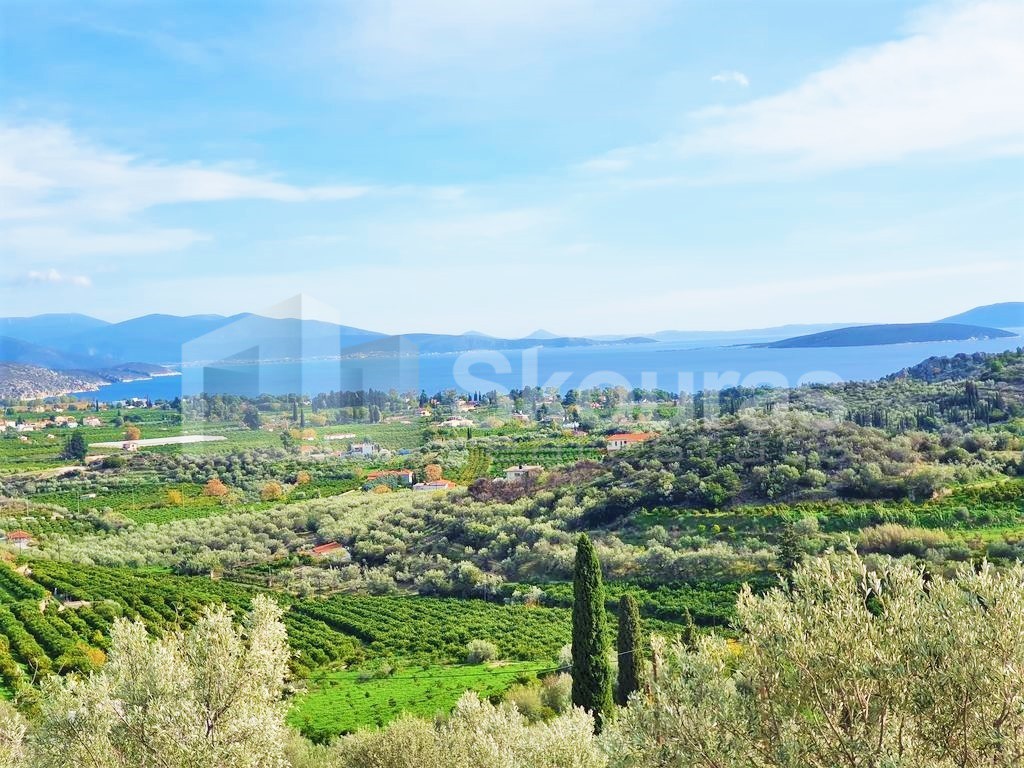 Αγροτεμάχια 6.550 τ.μ. προς πώληση, Κέντρο Ασίνης