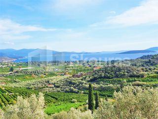 Αγροτεμάχια 6.550 τ.μ. για πώληση, Αργολίδα, Ασίνη-thumb-1