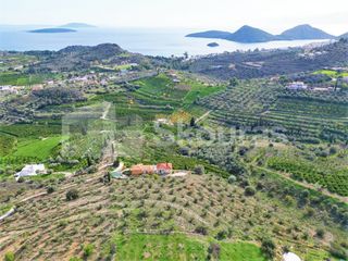 Αγροτεμάχια 6.550 τ.μ. για πώληση