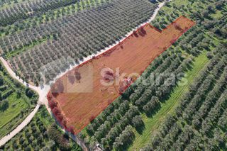 Αγροτεμάχια 9.500 τ.μ. για πώληση
