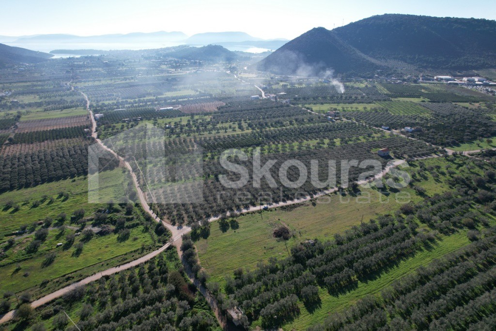 Parcel 9.500 sqm for sale, Ermioni
