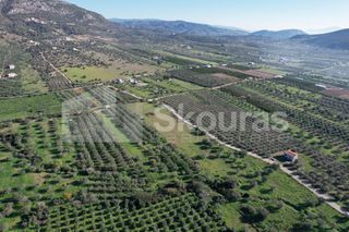 Αγροτεμάχια 9.500 τ.μ. για πώληση, Αργολίδα, Ερμιόνη-thumb-11