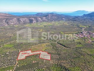 Αγροτεμάχια 20.000 τ.μ. για πώληση