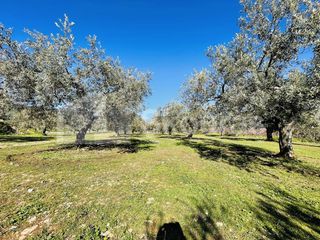 Αγροτεμάχια 20.000 τ.μ. για πώληση, Αργολίδα, Επίδαυρος-thumb-9