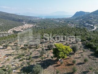 Αγροτεμάχια 4.500 τ.μ. για πώληση