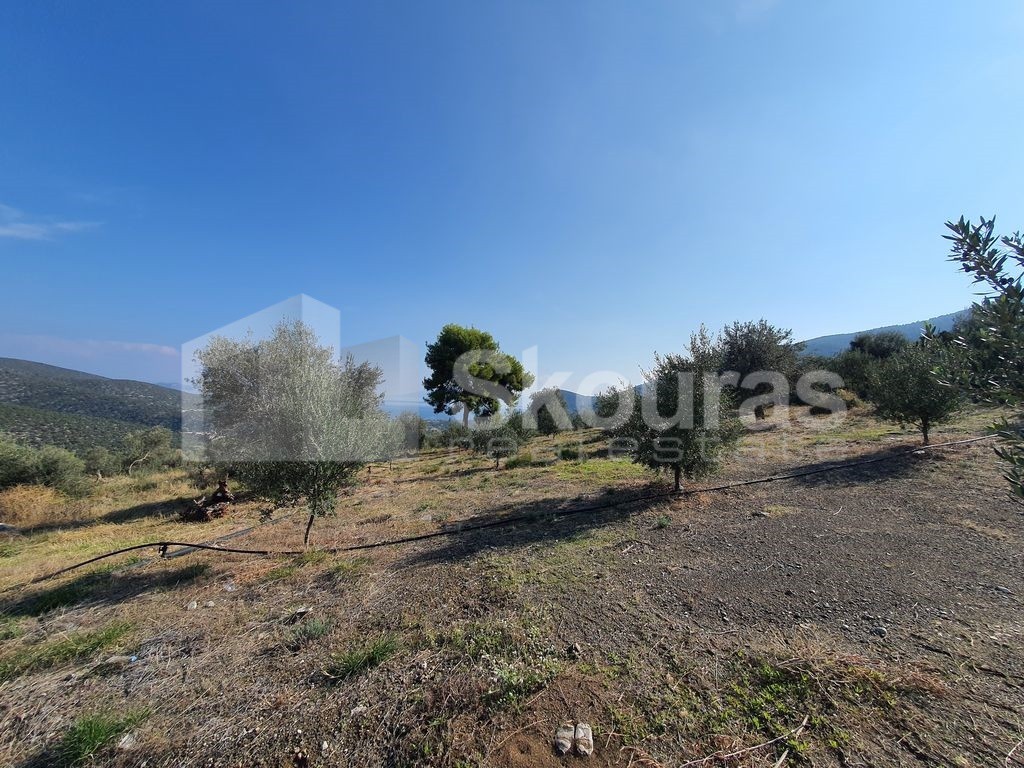 Αγροτεμάχια 4.500 τ.μ. προς πώληση, Νέα Επίδαυρος