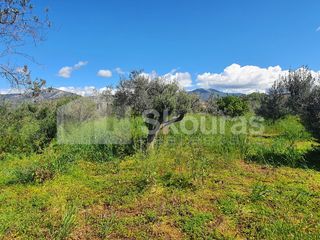 Αγροτεμάχια 7.900 τ.μ. για πώληση, Αργολίδα, Κρανίδι-thumb-7