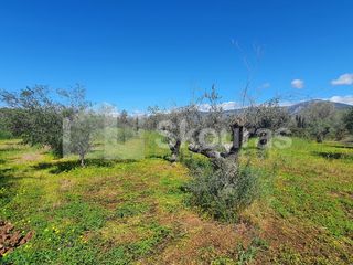 Αγροτεμάχια 7.900 τ.μ. για πώληση, Αργολίδα, Κρανίδι-thumb-8