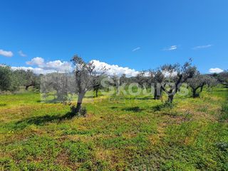 Αγροτεμάχια 7.900 τ.μ. για πώληση, Αργολίδα, Κρανίδι-thumb-6