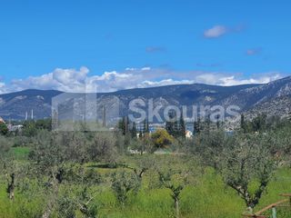 Αγροτεμάχια 7.900 τ.μ. για πώληση, Αργολίδα, Κρανίδι-thumb-13