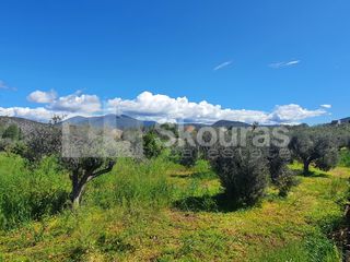 Αγροτεμάχια 7.900 τ.μ. για πώληση, Αργολίδα, Κρανίδι-thumb-12
