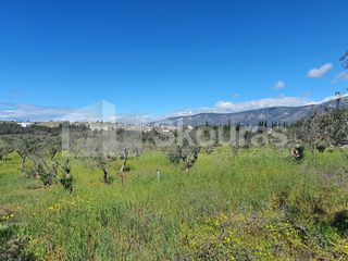 Αγροτεμάχια 7.900 τ.μ. για πώληση, Αργολίδα, Κρανίδι-thumb-16
