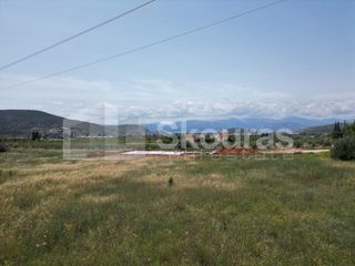 Αγροτεμάχια 4.000 τ.μ. για πώληση, Αργολίδα, Ναύπλιο-thumb-6