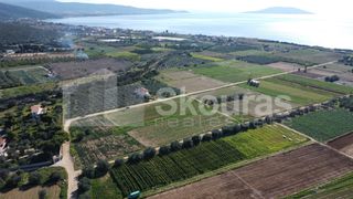Αγροτεμάχια 9.500 τ.μ. για πώληση, Αργολίδα, Ασίνη-thumb-4