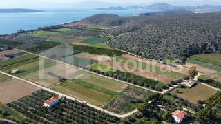 Αγροτεμάχια 9.500 τ.μ. για πώληση, Αργολίδα, Ασίνη-thumb-9