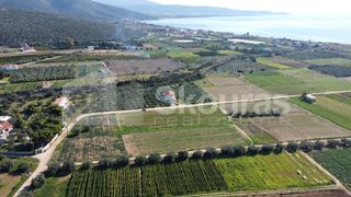 Αγροτεμάχια 9.500 τ.μ. για πώληση, Αργολίδα, Ασίνη-thumb-6