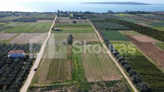 Αγροτεμάχια 9.500 τ.μ. για πώληση