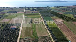Αγροτεμάχια 9.500 τ.μ. για πώληση, Αργολίδα, Ασίνη-thumb-1
