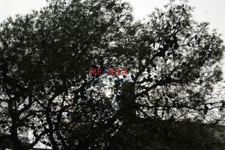 Οικόπεδο 561 τ.μ. για πώληση, Αχαΐα, Αίγιο-thumb-6