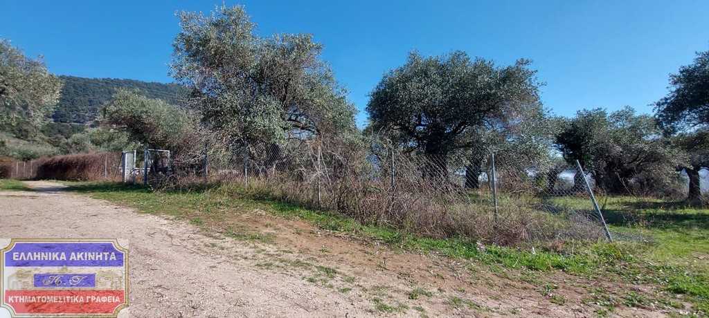 Αγροτεμάχια 3.900 τ.μ. προς πώληση, Χρυσή Αμμουδιά