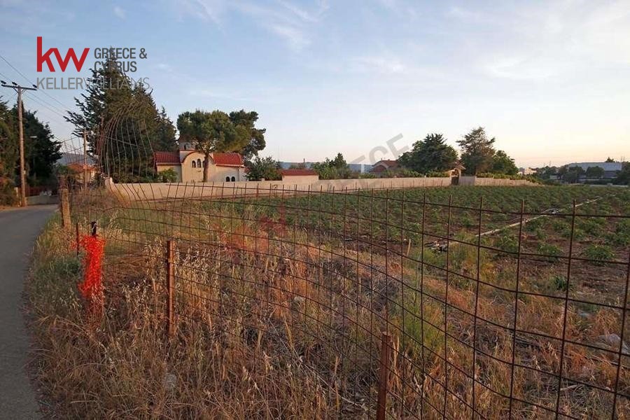 Αγροτεμάχια 12.000 τ.μ. προς πώληση, Ζώνη Χονδρεμπορίου Κρυονερίου