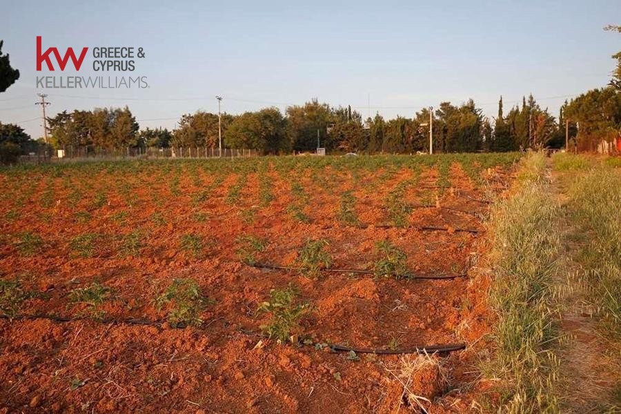 Αγροτεμάχια 12.000 τ.μ. προς πώληση, Ζώνη Χονδρεμπορίου Κρυονερίου