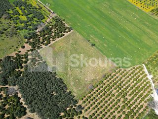 Αγροτεμάχια 6.000 τ.μ. για πώληση, Αργολίδα, Ναύπλιο-thumb-8