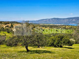 Αγροτεμάχια 11.600 τ.μ. για πώληση, Αργολίδα, Κρανίδι-thumb-9