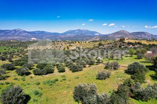 Αγροτεμάχια 11.600 τ.μ. για πώληση, Αργολίδα, Κρανίδι-thumb-19