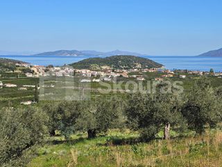 Αγροτεμάχια 4.206 τ.μ. για πώληση