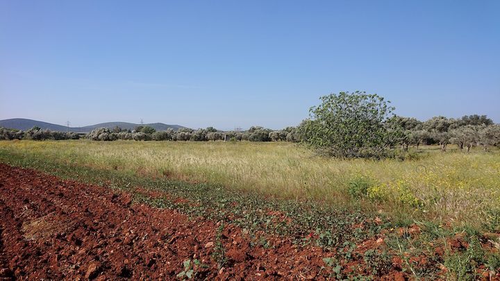 Αγροτεμάχια 7.000 τ.μ. για ενοικίαση, Αθήνα - Ανατολικά Προάστια, Κορωπί