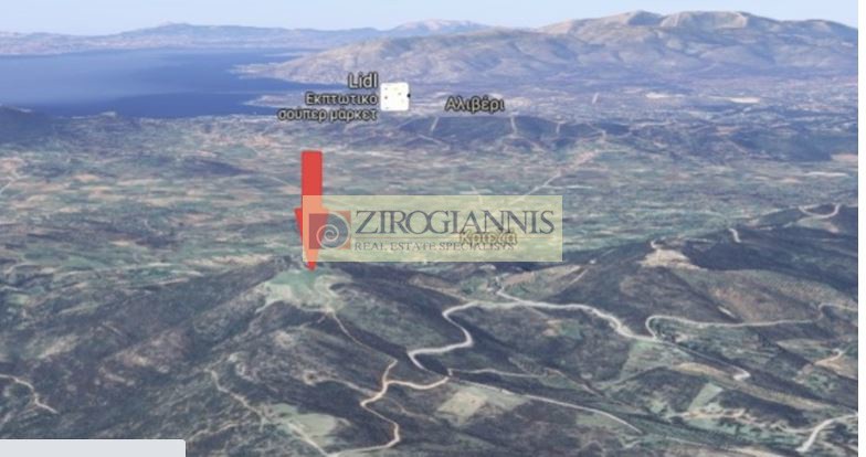 Αγροτεμάχια 25.000 τ.μ. προς πώληση, Κύμη Εύβοιας