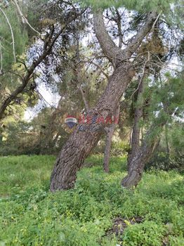 Οικόπεδο 800τ.μ. για πώληση-Διόνυσος