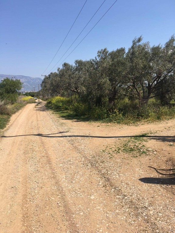 Αγροτεμάχια 14.000 τ.μ. προς πώληση, Εξαμίλια